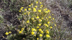 Osteospermum scabrum