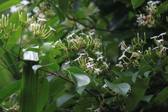 Jasminum lanceolarium