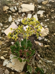 Eriogonum gypsophilum