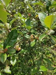 Elaeagnus magna