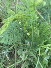 Desmanthus