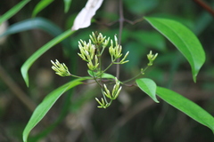 Jasminum lanceolarium