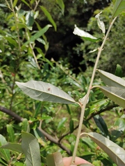 Elaeagnus magna