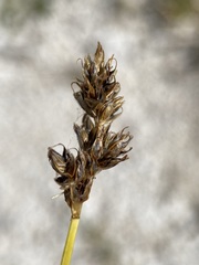 Carex simulata