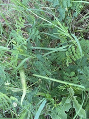 Desmanthus