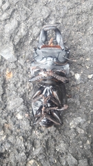 Serrognathus bucephalus