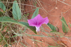 Ipomoea pellita