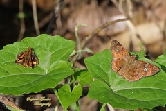 Pseudocoladenia dan