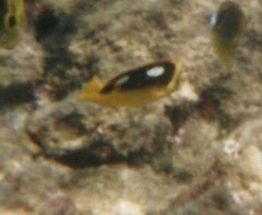 Chaetodon quadrimaculatus