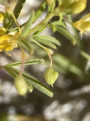 Cleomella plocasperma