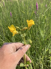 Erythranthe scouleri