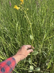 Erythranthe scouleri