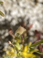 Cleomella plocasperma