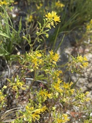 Cleomella plocasperma