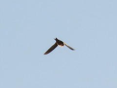 Delichon urbicum urbicum