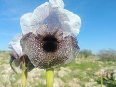 Iris hermona
