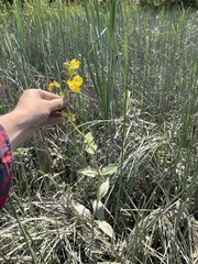 Erythranthe scouleri