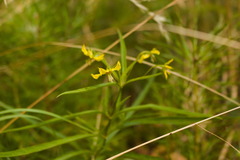 Lysimachia lanceolata