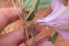 Ipomoea pellita