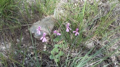Pelargonium reniforme