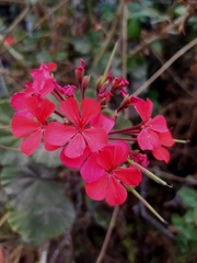 Pelargonium × hybridum