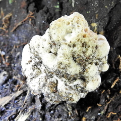 Pseudoinonotus