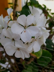 Pelargonium × hybridum