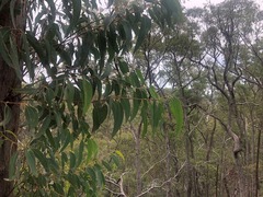 Eucalyptus planchoniana