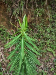 Euphorbia pekinensis