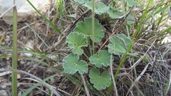 Pelargonium reniforme