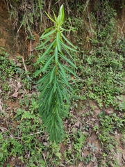 Euphorbia pekinensis