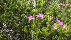 Acmadenia obtusata