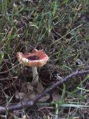 Russula paludosa