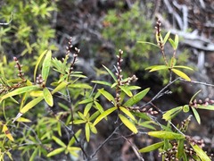Leucopogon pimeleoides