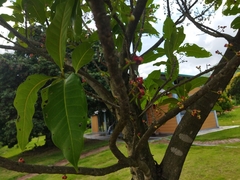 Syzygium nervosum