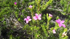 Acmadenia obtusata