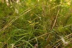 Lysimachia lanceolata