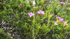 Acmadenia obtusata