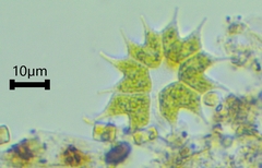 Hydrodictyaceae