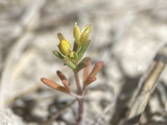 Cleomella parviflora