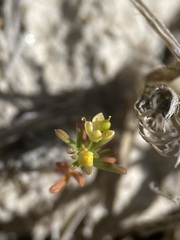 Cleomella parviflora