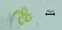 Oocystis