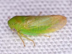 Macropsis