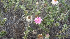 Achyranthemum recurvatum