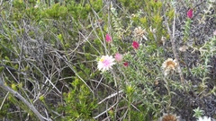 Achyranthemum recurvatum