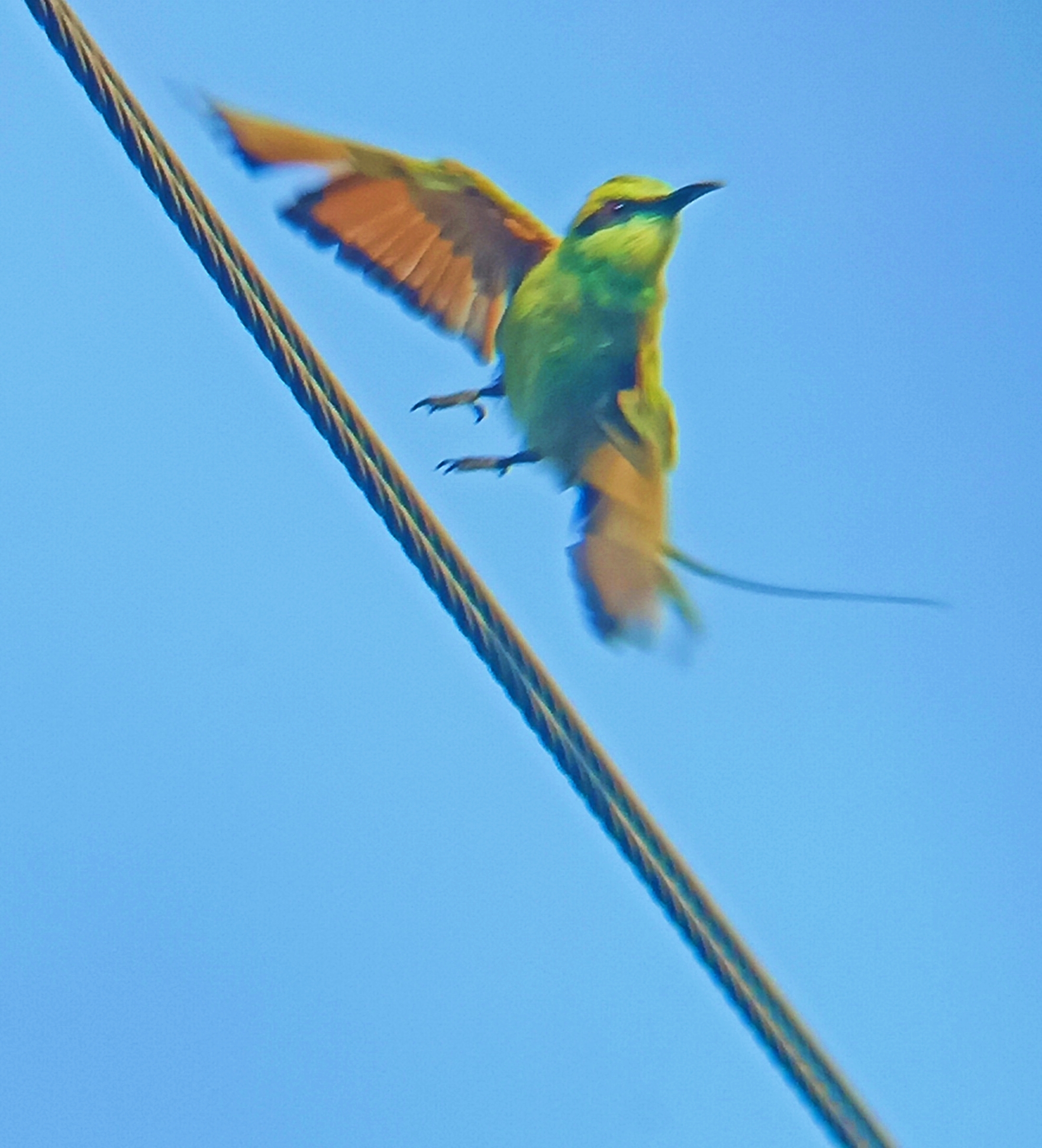 Asian Green Bee-eater