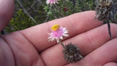 Achyranthemum recurvatum