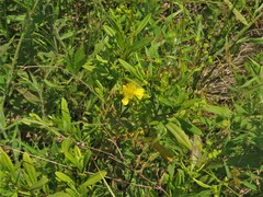 Hypericum lobocarpum