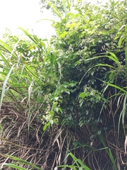 Jasminum lanceolarium