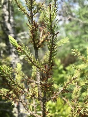 Arceuthobium pusillum